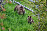 Grizzly bear with cubs, Ursus arctos horribilis, Yellowstone National Park