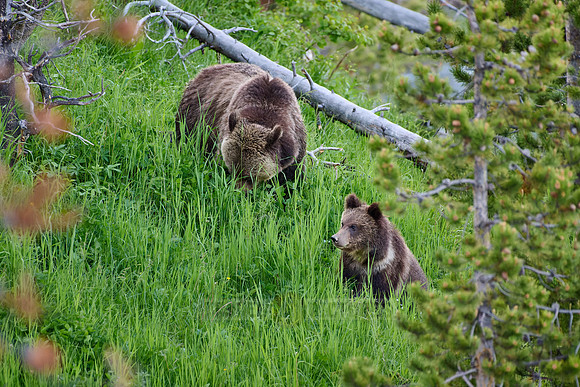 Grizzly bear with cubs, Ursus arctos horribilis, Yellowstone National Park