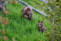Grizzly bear with cubs, Ursus arctos horribilis, Yellowstone National Park