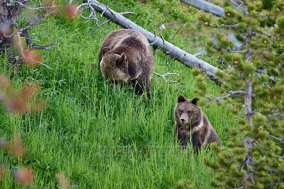 Grizzly bear with cubs, Ursus arctos horribilis, Yellowstone National Park