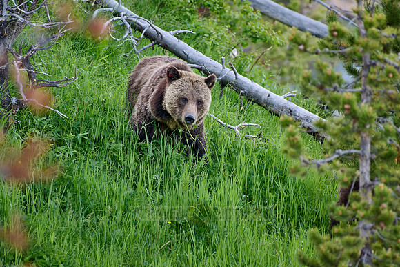 Grizzly bear with cubs, Ursus arctos horribilis, Yellowstone National Park
