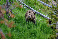 Grizzly bear with cubs, Ursus arctos horribilis, Yellowstone National Park