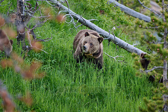 Grizzly bear with cubs, Ursus arctos horribilis, Yellowstone National Park