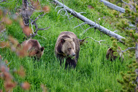 Grizzly bear with cubs, Ursus arctos horribilis, Yellowstone National Park