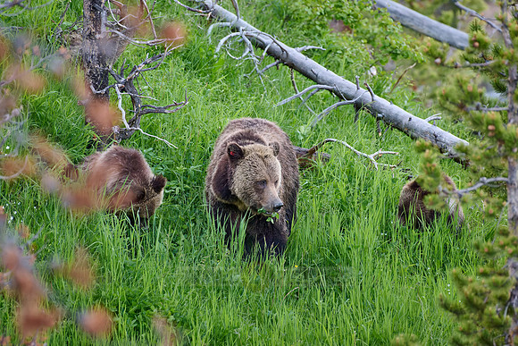 Grizzly bear with cubs, Ursus arctos horribilis, Yellowstone National Park