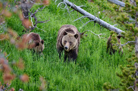 Grizzly bear with cubs, Ursus arctos horribilis, Yellowstone National Park