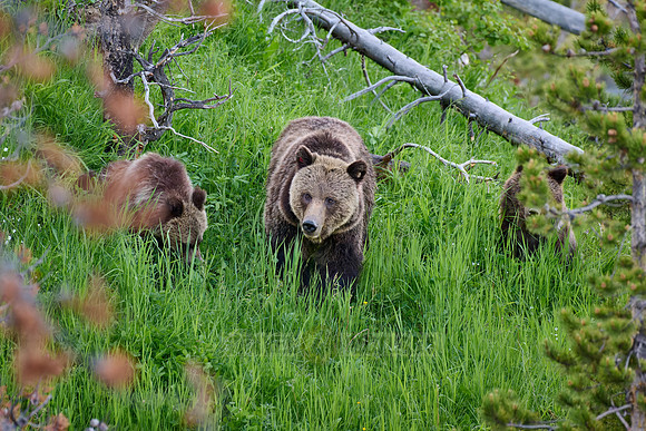 Grizzly bear with cubs, Ursus arctos horribilis, Yellowstone National Park