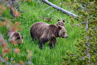 Grizzly bear with cubs, Ursus arctos horribilis, Yellowstone National Park