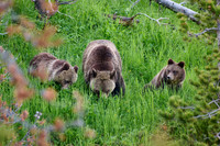 Grizzly bear with cubs, Ursus arctos horribilis, Yellowstone National Park