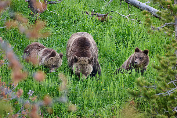 Grizzly bear with cubs, Ursus arctos horribilis, Yellowstone National Park