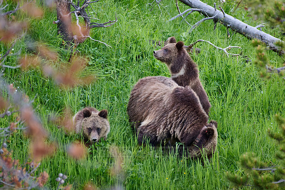Grizzly bear with cubs, Ursus arctos horribilis, Yellowstone National Park