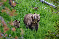 Grizzly bear with cubs, Ursus arctos horribilis, Yellowstone National Park