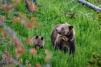 Grizzly bear with cubs, Ursus arctos horribilis, Yellowstone National Park