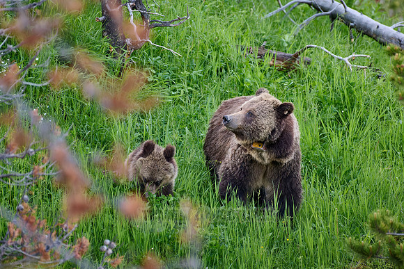 Grizzly bear with cubs, Ursus arctos horribilis, Yellowstone National Park