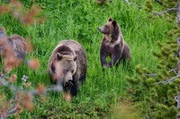 Grizzly bear with cubs, Ursus arctos horribilis, Yellowstone National Park
