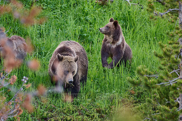 Grizzly bear with cubs, Ursus arctos horribilis, Yellowstone National Park