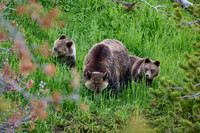 Grizzly bear with cubs, Ursus arctos horribilis, Yellowstone National Park