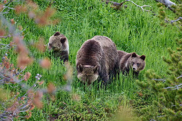 Grizzly bear with cubs, Ursus arctos horribilis, Yellowstone National Park