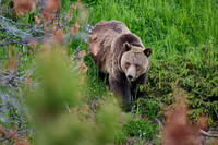 Grizzly bear with cubs, Ursus arctos horribilis, Yellowstone National Park