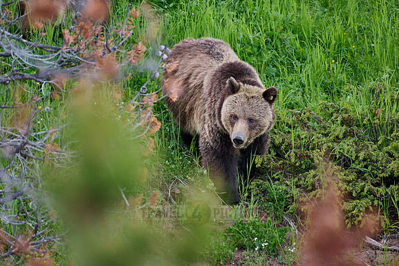 Grizzly bear with cubs, Ursus arctos horribilis, Yellowstone National Park