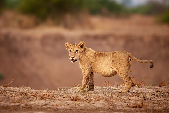 lion cub (Panthera leo)