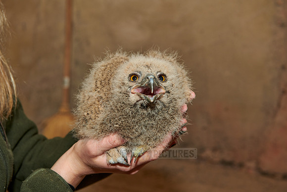 young Eurasian eagle-owl while ringing