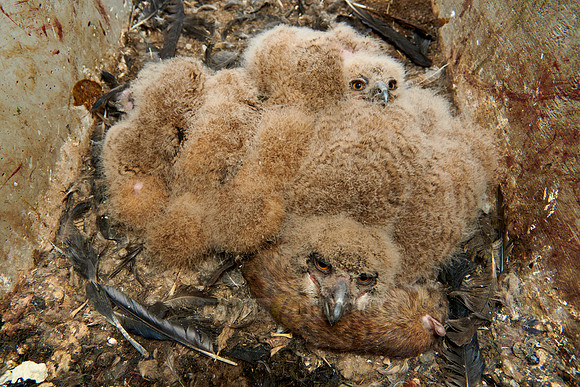 three young Eurasian eagle-owl chicks in nest