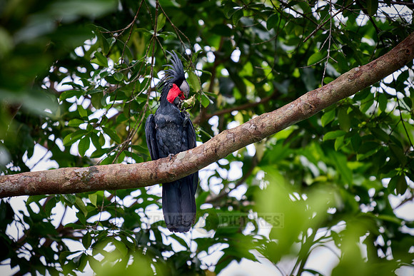 palm cockatoo (Probosciger aterrimus), also known as the goliath cockatoo or great black cockatoo