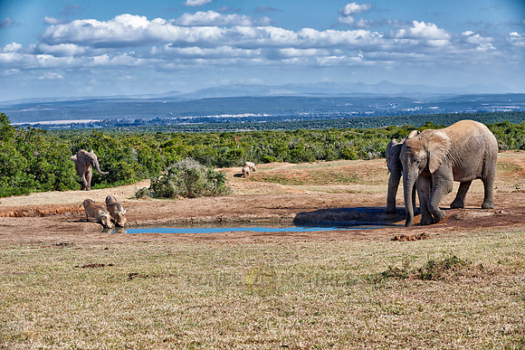 elephants and warthogs