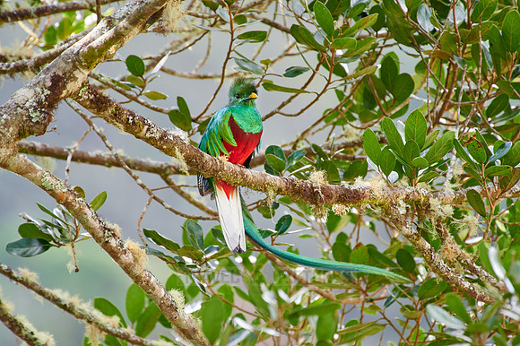 brightly colorful male Resplendent quetzal on a wild avocado tree