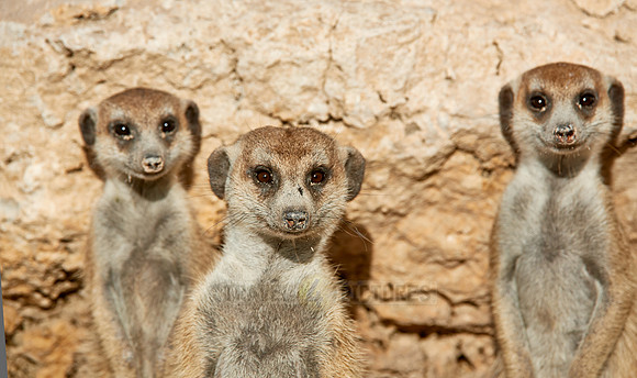 meerkat or suricate, Suricata suricatta