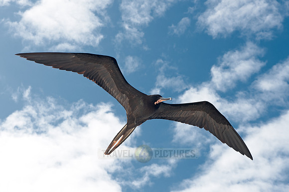 flying Frigatebird