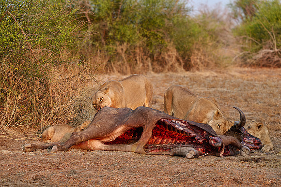 pride of lioness (Panthera leo) at buffalo kill