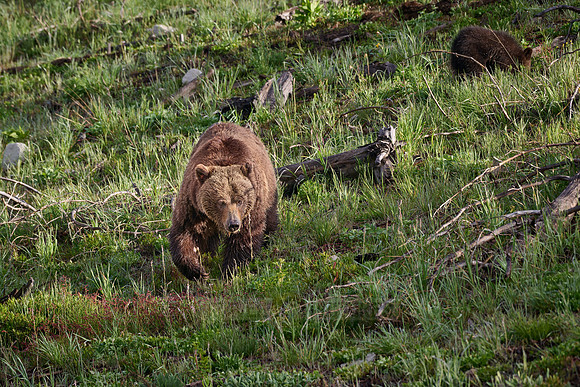 Grizzly bear, Yellowstone National Park