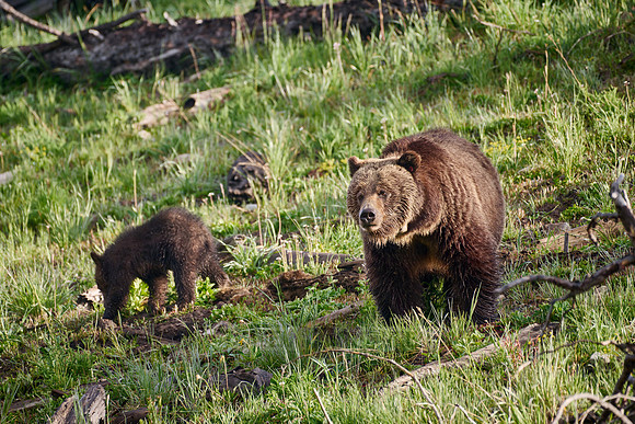 Grizzly bear sow with cubs, Yellowstone National Park