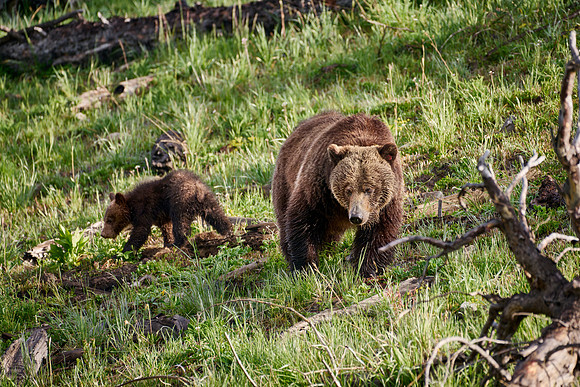 Grizzly bear sow with cubs, Yellowstone National Park