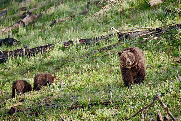 Grizzly bear sow with cubs, Yellowstone National Park
