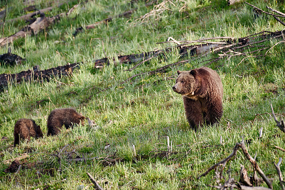 Grizzly bear sow with cubs, Yellowstone National Park