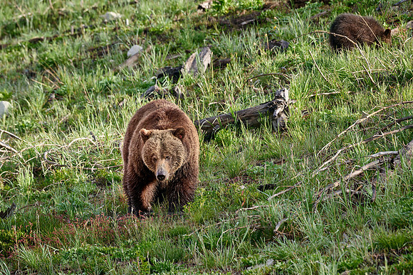 Grizzly bear, Yellowstone National Park