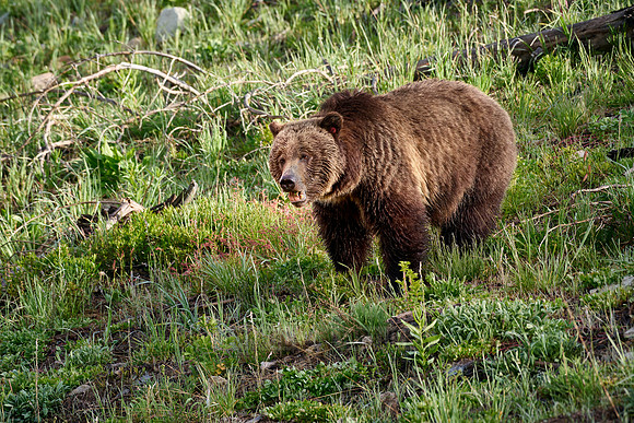Grizzly bear, Yellowstone National Park