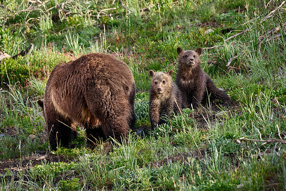 Grizzly bear sow with cubs, Yellowstone National Park