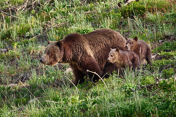 Grizzly bear sow with cubs, Yellowstone National Park