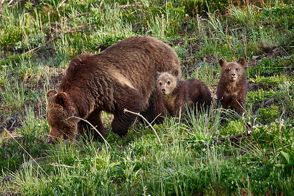Grizzly bear sow with cubs, Yellowstone National Park