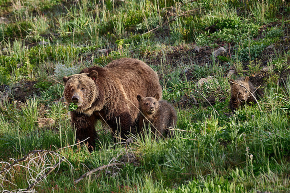 Grizzly bear sow with cubs, Yellowstone National Park