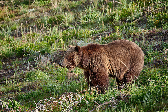 Grizzly bear, Yellowstone National Park