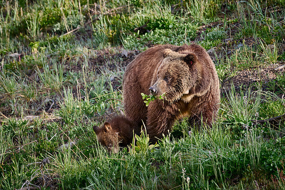 Grizzly bear sow with cubs, Yellowstone National Park