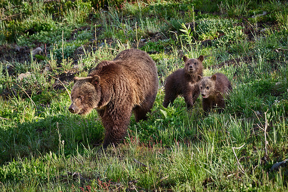 Grizzly bear sow with cubs, Yellowstone National Park