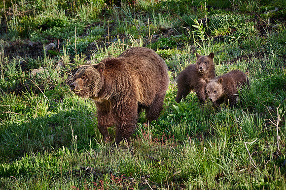 Grizzly bear sow with cubs, Yellowstone National Park