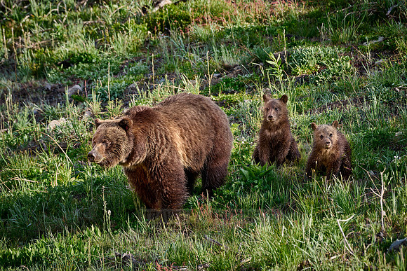 Grizzly bear sow with cubs, Yellowstone National Park