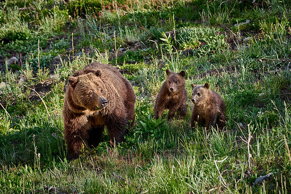 Grizzly bear sow with cubs, Yellowstone National Park